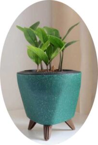 Zamia Live Indoor Plant