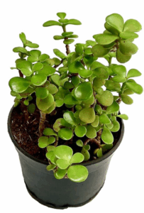 Lucky Bonsai Feng Shui Plant