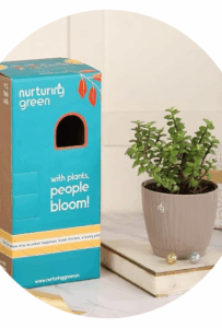 Air Purifying Plants for Home