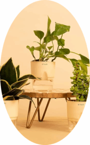 Golden Snake & Jade Plants