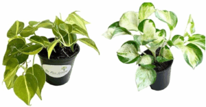 Best Indoor Plants for a Healthier and Happier